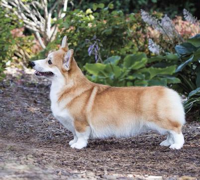 corgi breeders midwest